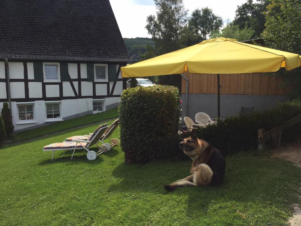 Domácí mazlíčci ubytovaní s hosty v ubytování Ferienbauernhof Familie Stratmann