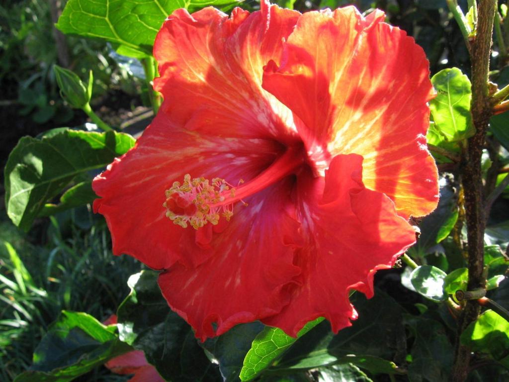 Beachfront Resort - Resim 14