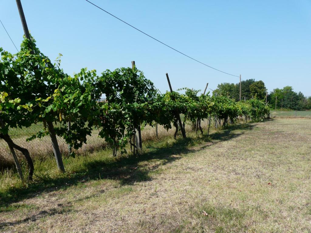 Kép B&B Villino Margherita szállásáról San Lazzaro di Savenában a galériában