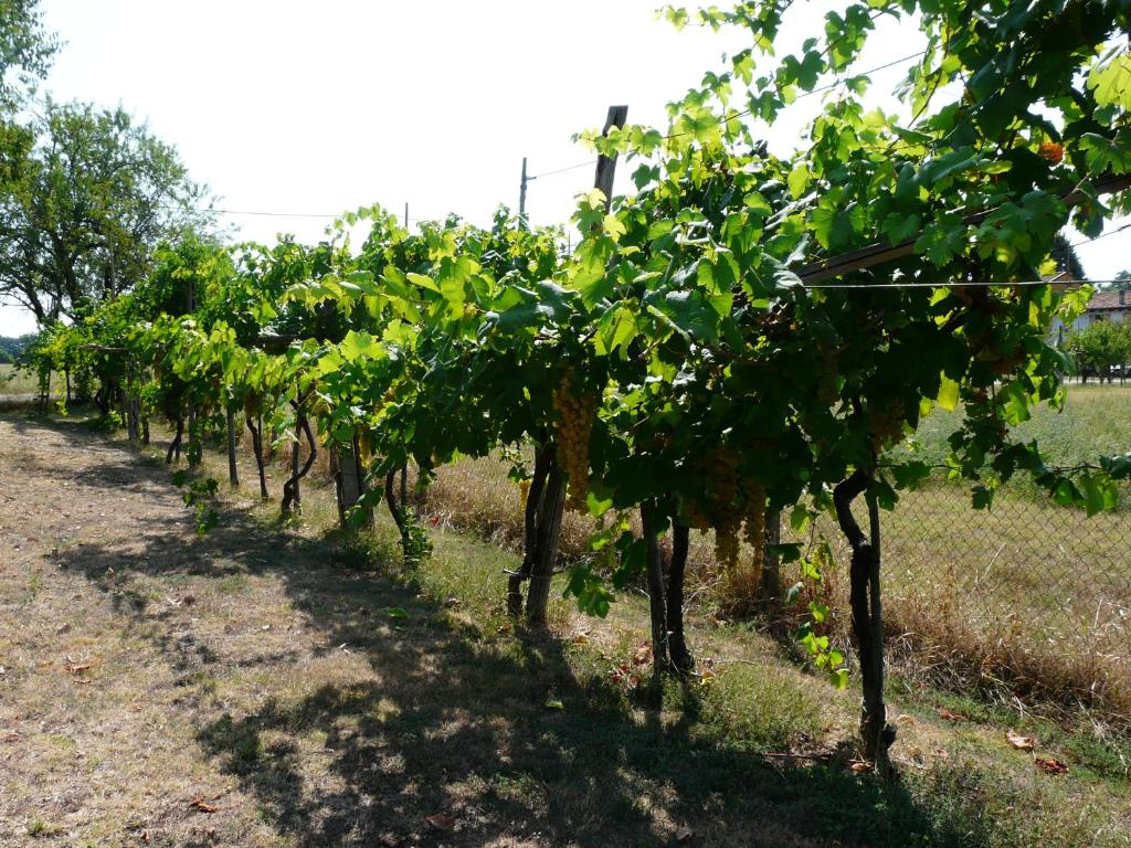 Kép B&B Villino Margherita szállásáról San Lazzaro di Savenában a galériában