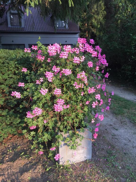 Zahrada ubytování B&B Des Heures Claires