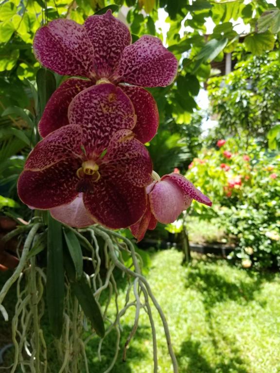 Coral Palm Villa and Apartment - 3