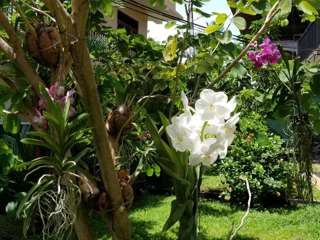 Coral Palm Villa and Apartment - 2