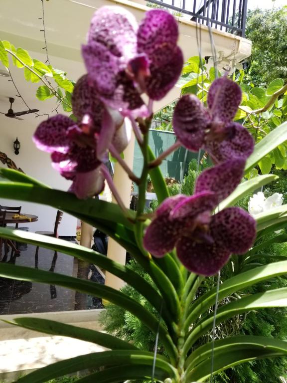 Coral Palm Villa and Apartment - 1