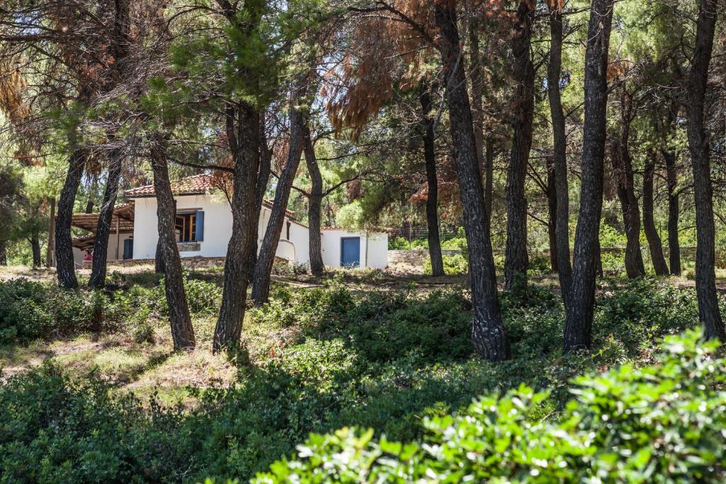 a house in the middle of a forest at Studio Kokkinokastro in Milia