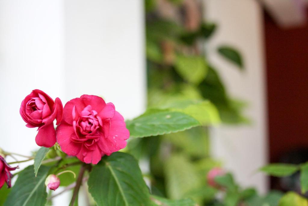 Zahrada ubytování Elegant Home Stay