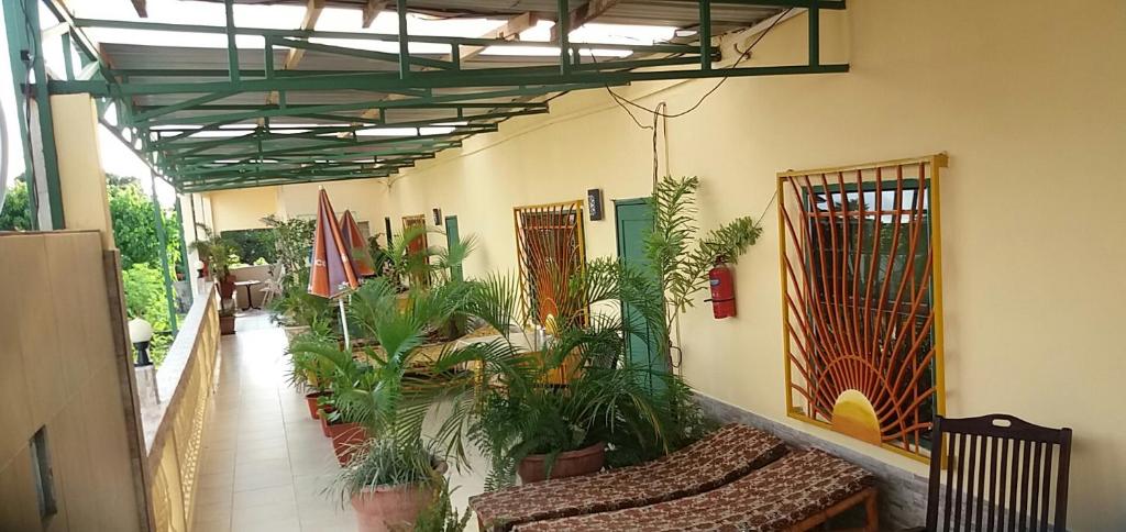 Ein Zimmer mit einem Haufen Pflanzen darin. in der Unterkunft Busy Bee Apartments in Kololi