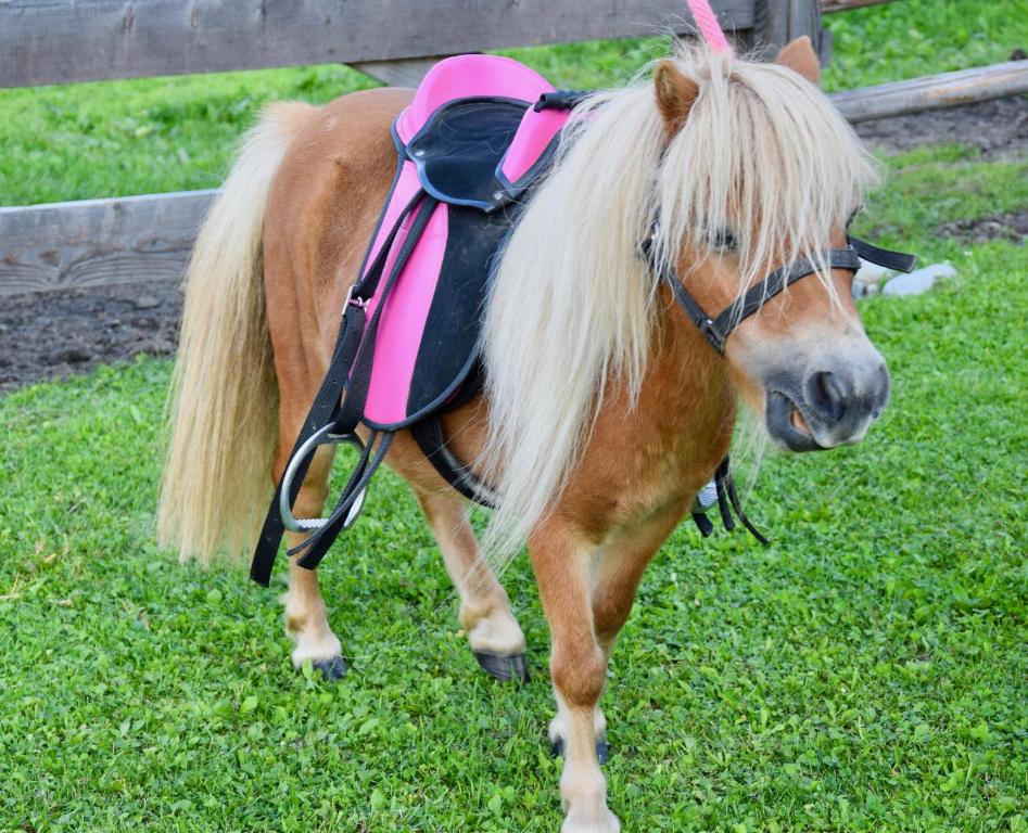 Zvieratá v apartmáne alebo blízkom okolí