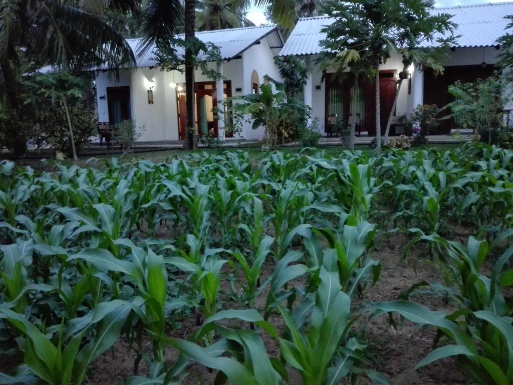 Zahrada ubytování Hideaway Homestay Habarana