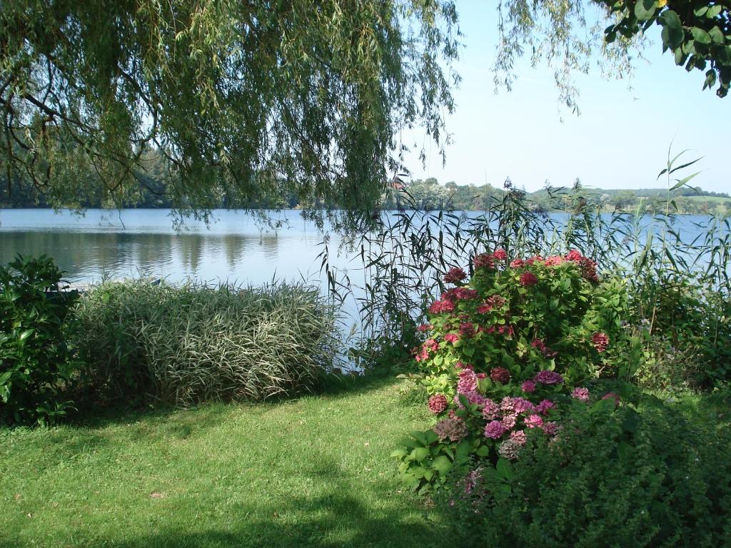 - une vue sur une étendue d'eau avec des fleurs dans l'établissement Ferienwohnung am Schöhsee, à Plön