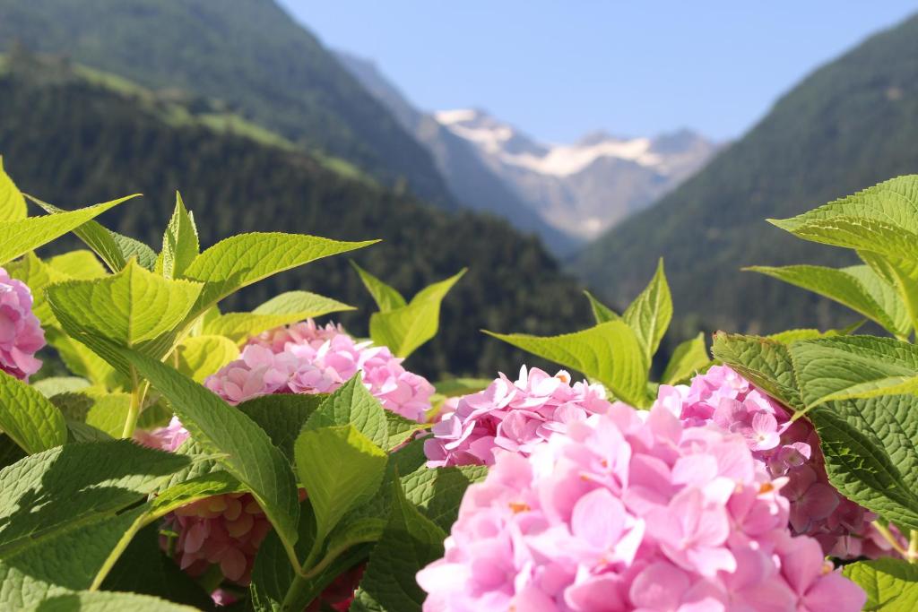 um ramo de flores cor-de-rosa com montanhas ao fundo em Haus Ilse & Karl Heinz em Lasa