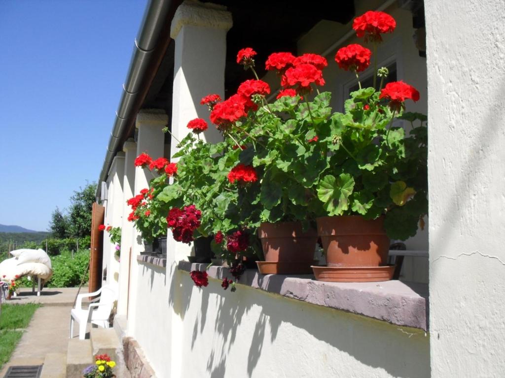 a bunch of red geraniums in pots on a building at Marika Vendégház in Mátraderecske