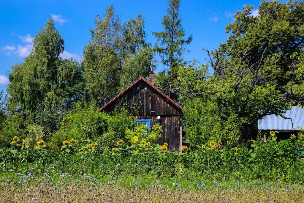 une maison au milieu d'un champ de tournesols dans l'établissement Chata na końcu świata, à Rzuchowa