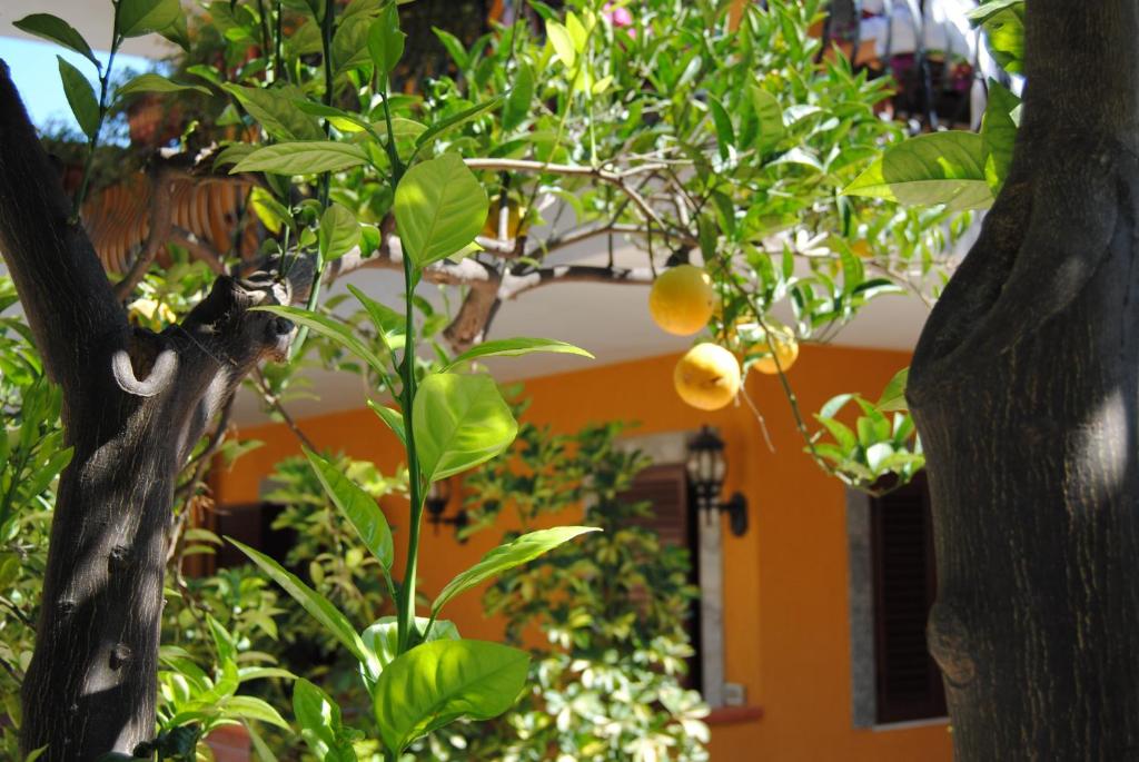 Zahrada ubytování Residence Villa Il Glicine