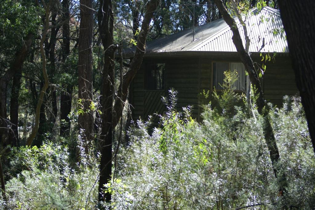 a log cabin in the woods with trees at Twin Falls Bush Cottages in Fitzroy Falls