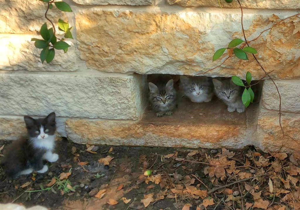 Ospiti di Rarumpelpunzeldornaschenwittchen con animali domestici
