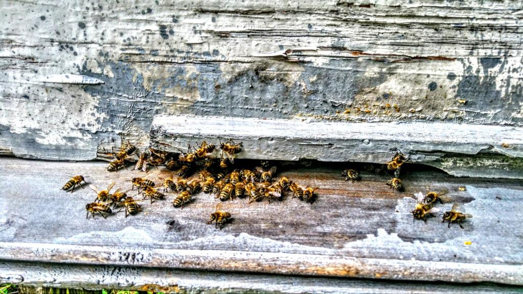 Zvířata v penzionu – hostince nebo okolí