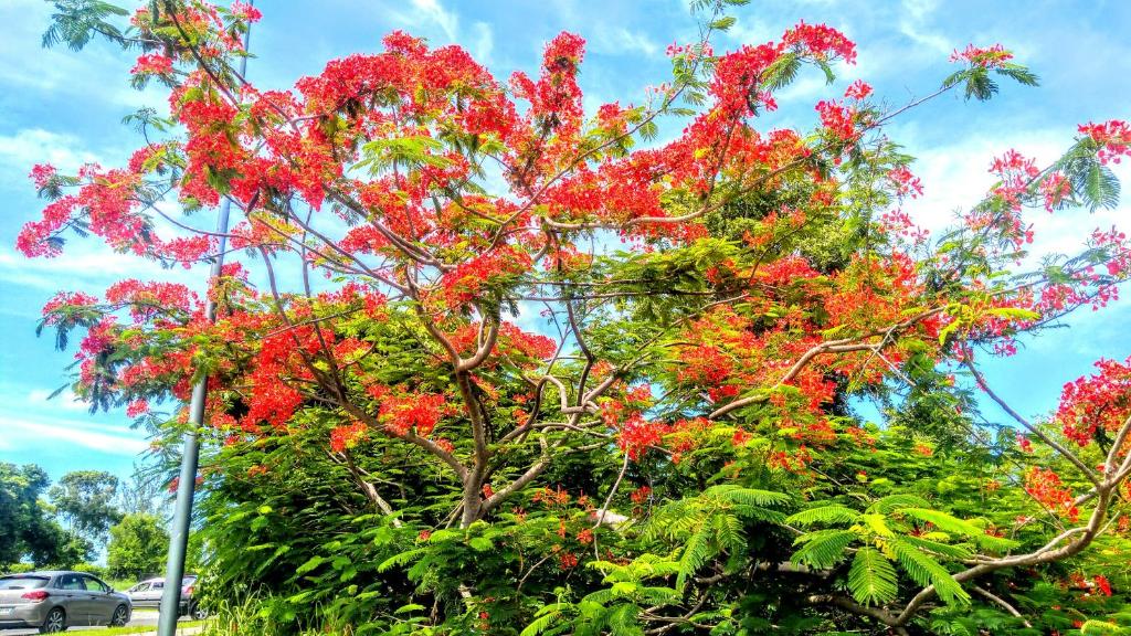 un árbol con flores rojas en un estacionamiento en villa siber, en Port-Louis