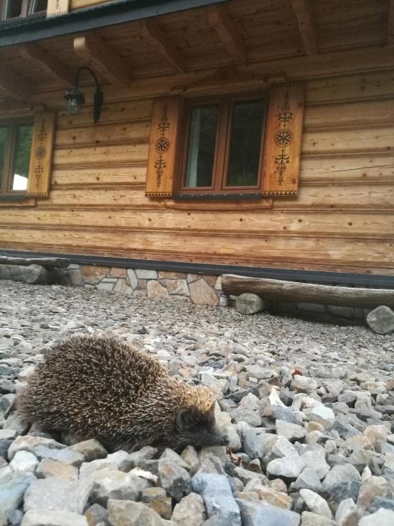 Fotografia z galérie ubytovania Przystań Gromadzyń v destinácii Ustrzyki Dolne