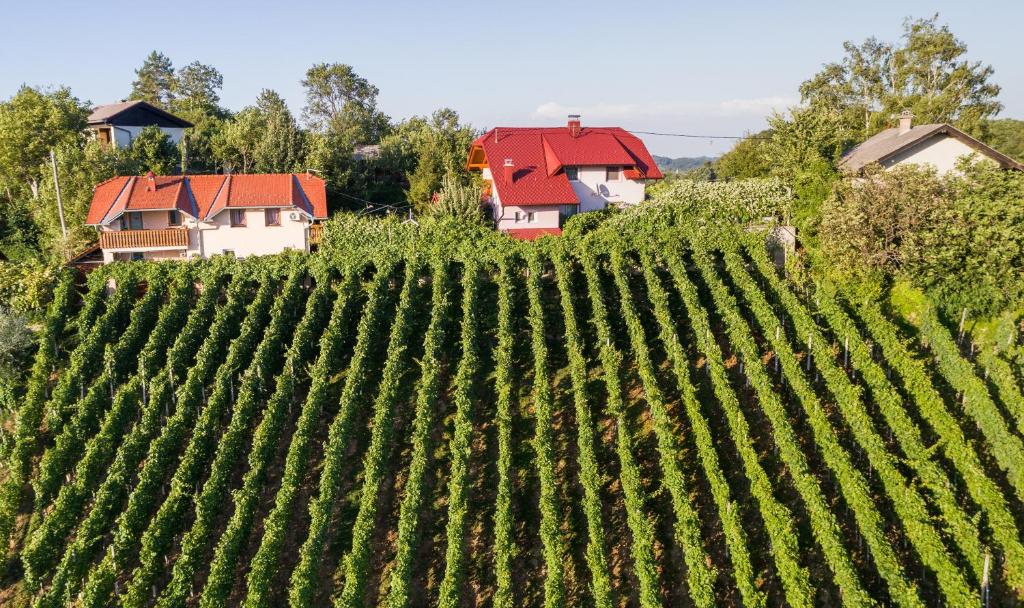 an image of a vineyard with houses in the background at Apartment House Sumrak in Bizeljsko