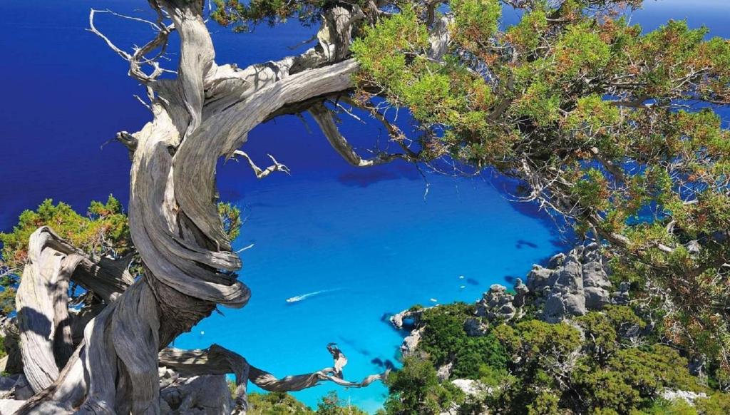 a tree on top of a mountain with a blue sky at Baia di Porto Frailis in Àrbatax