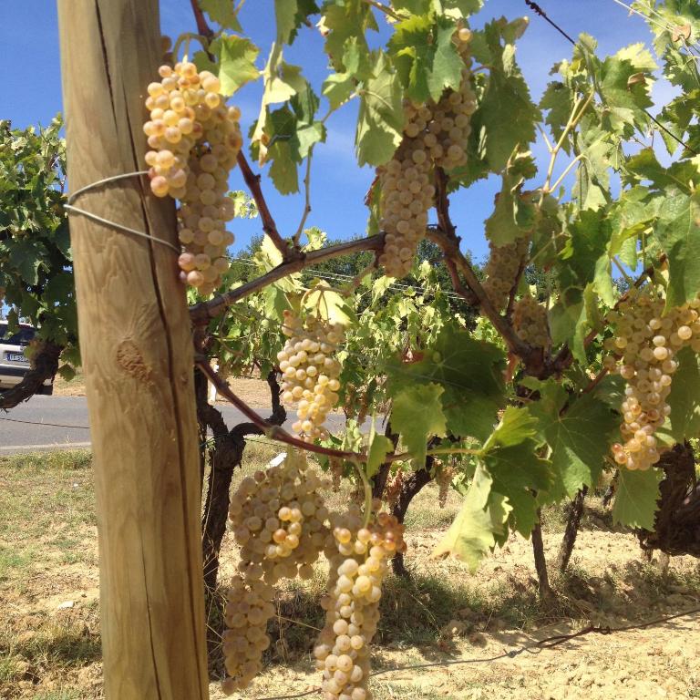 Zdjęcie z galerii obiektu RoccaiaCasa'70 w mieście San Gimignano