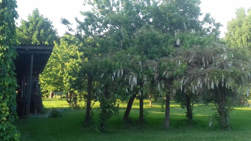 un groupe d'arbres dans une prairie dans l'établissement Gite Le Saint Nazaire, à Ablain-Saint-Nazaire