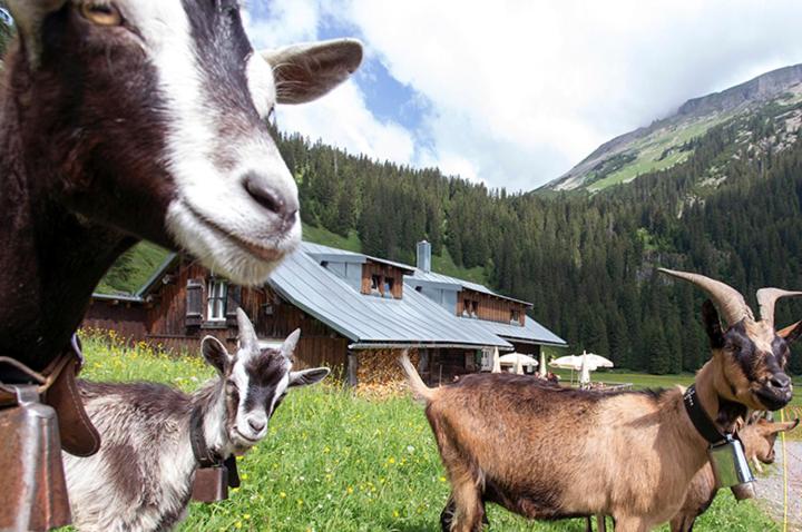 Tiere im Hotel oder in der Nähe
