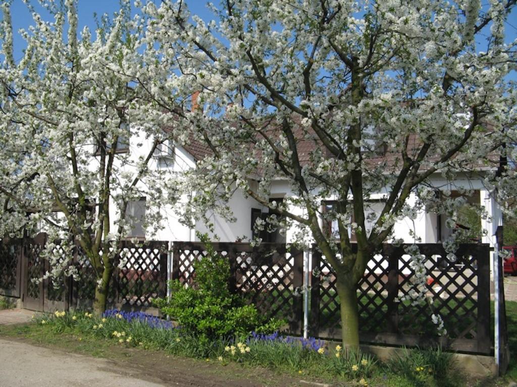 ein weißes Haus mit einem Zaun und blühenden Bäumen in der Unterkunft Nagy Vendégházak in Nagykörů