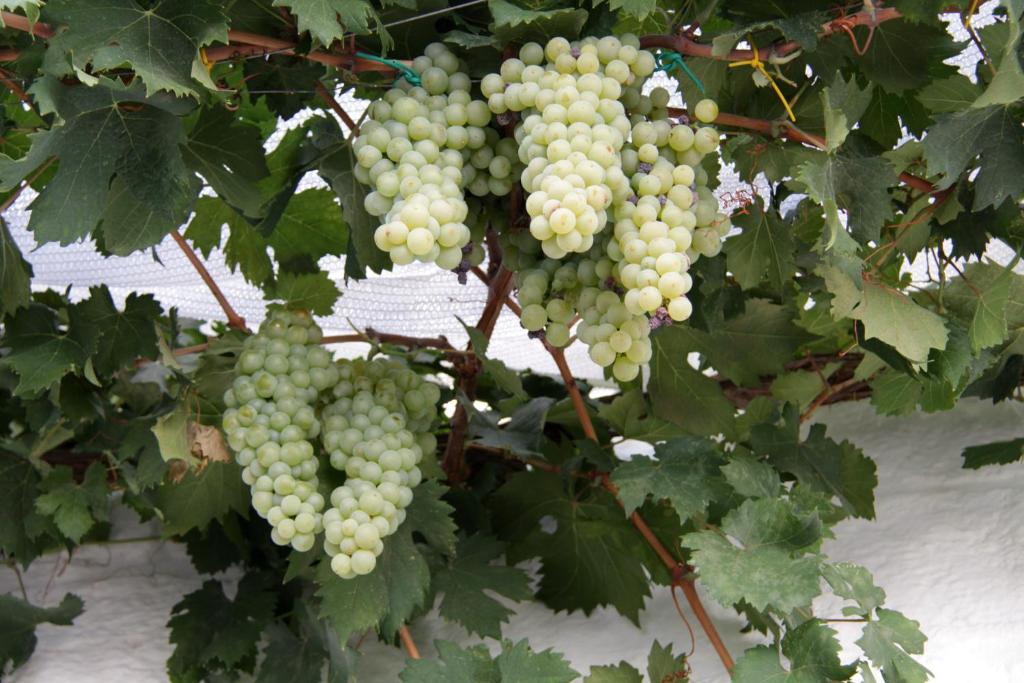 il trullo di giada e mattia - 10