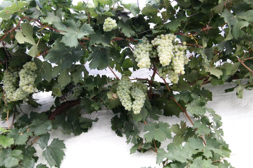 il trullo di giada e mattia - 13