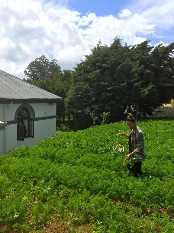 Royal Cocoon - Nuwara Eliya - 19