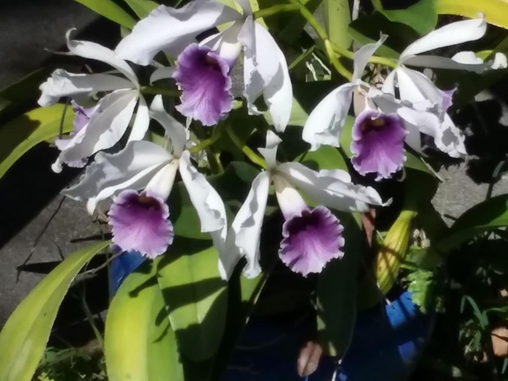 Giardino di Island Goode's - Luxury Adult Only Accommodation near Hilo