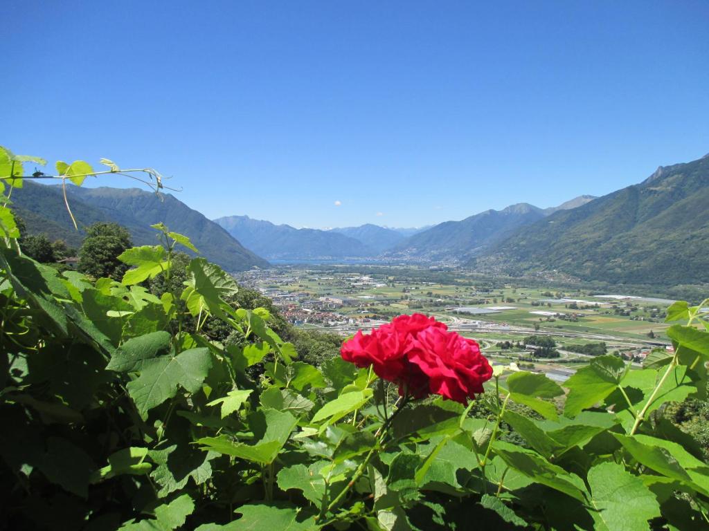 eine rote Rose auf einem Hügel mit Aussicht in der Unterkunft Ferienhaus La Torre in Camorino