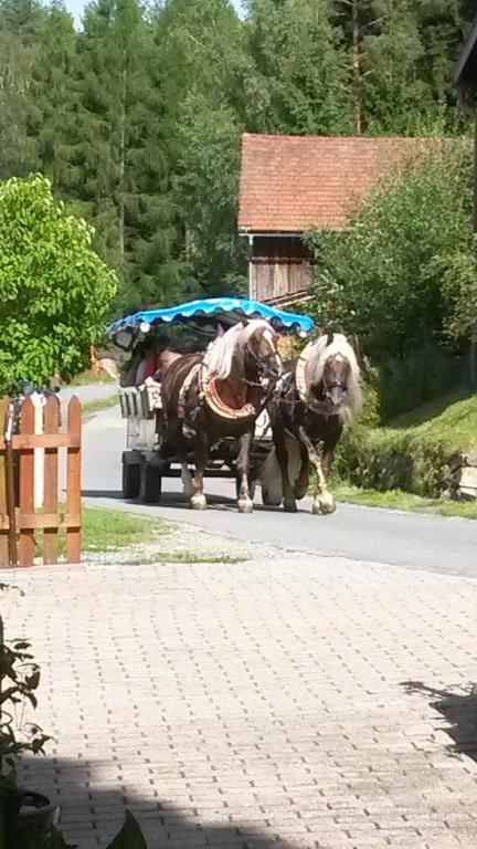 Zvířata v apartmánu nebo okolí