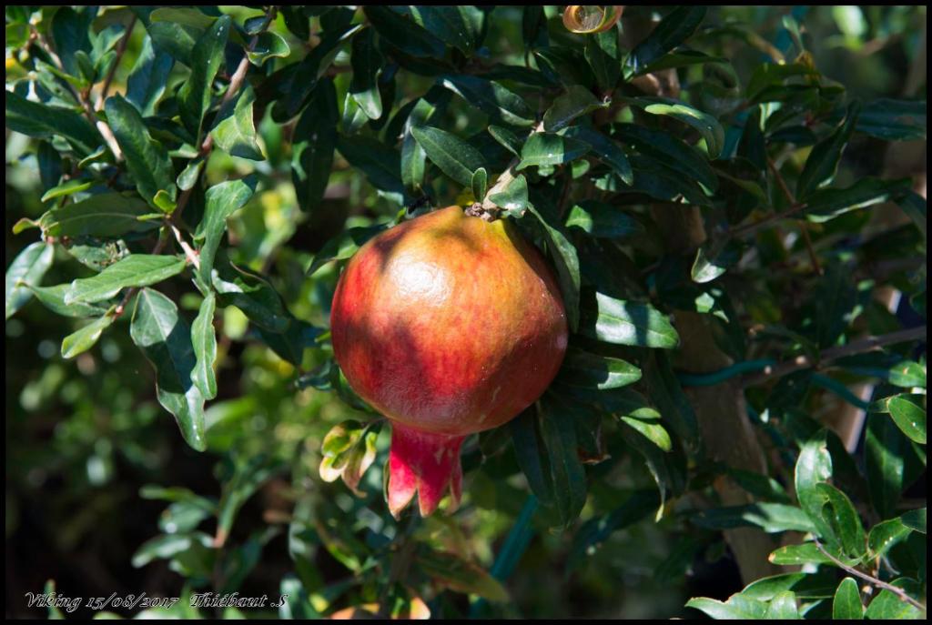 Hotel Viking - Resim 38