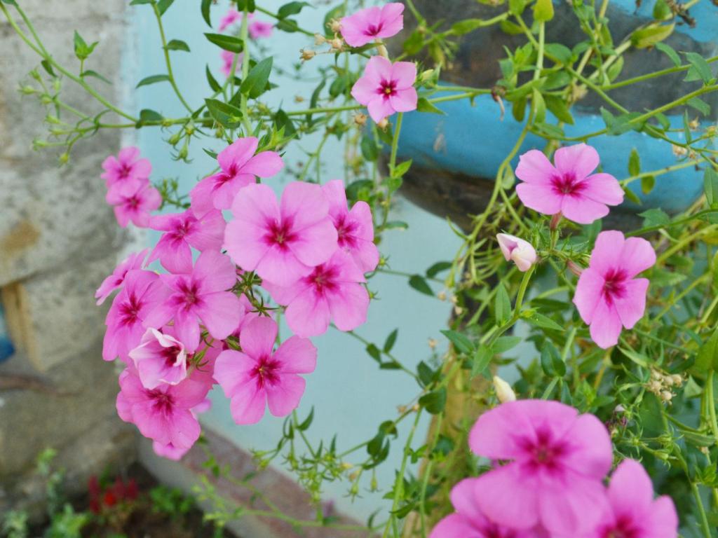 Zahrada ubytování Ella Fresh Point Homestay
