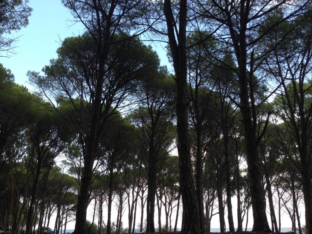 een groep bomen voor een waterlichaam bij Cavalli di S'Arcaite in Santa Lucia