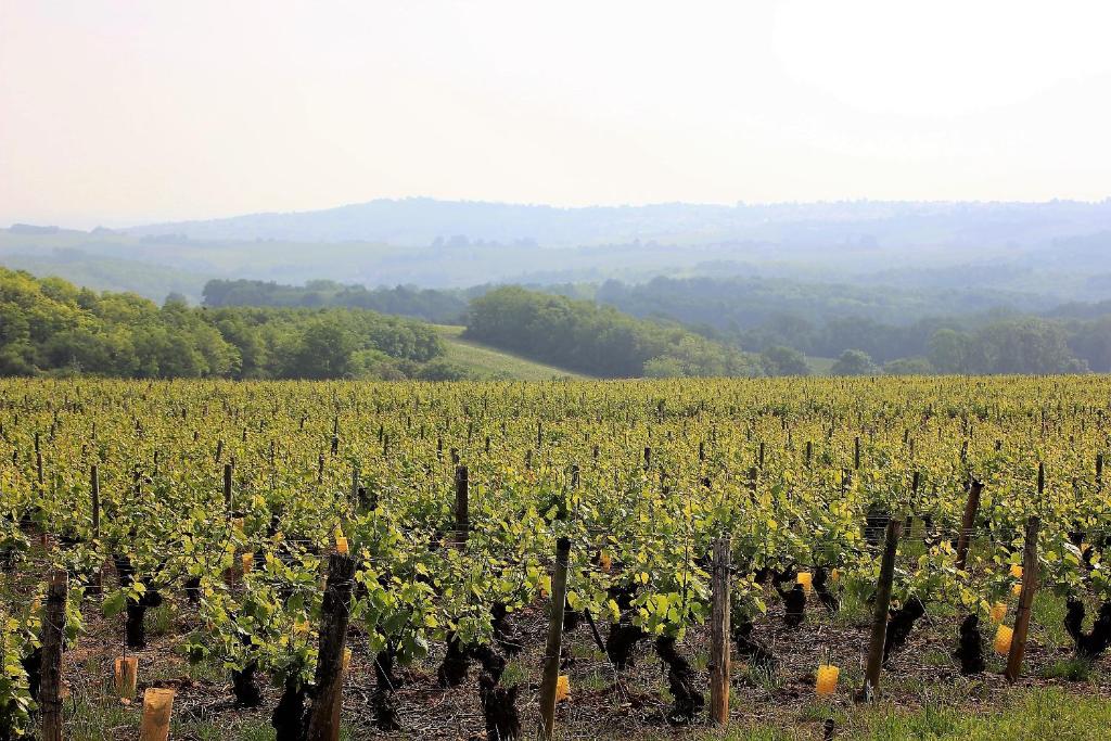 Gallery image of Le Clos des Pierres Dorées in Theizé