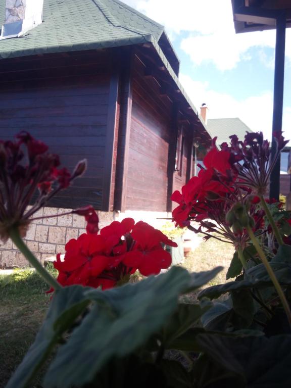 Zahrada ubytování Vila Kraljev sto