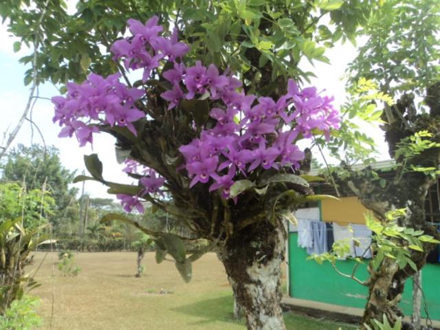 Zahrada ubytování Posada Rural Oasis