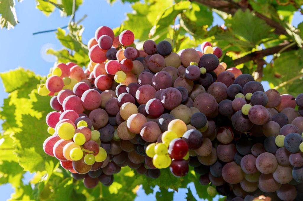 Zdjęcie z galerii obiektu Antico Casale dei Sogni agriturismo w mieście Lugo