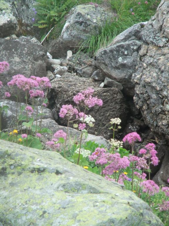 Zahrada ubytování Gîte Les Grands Champs