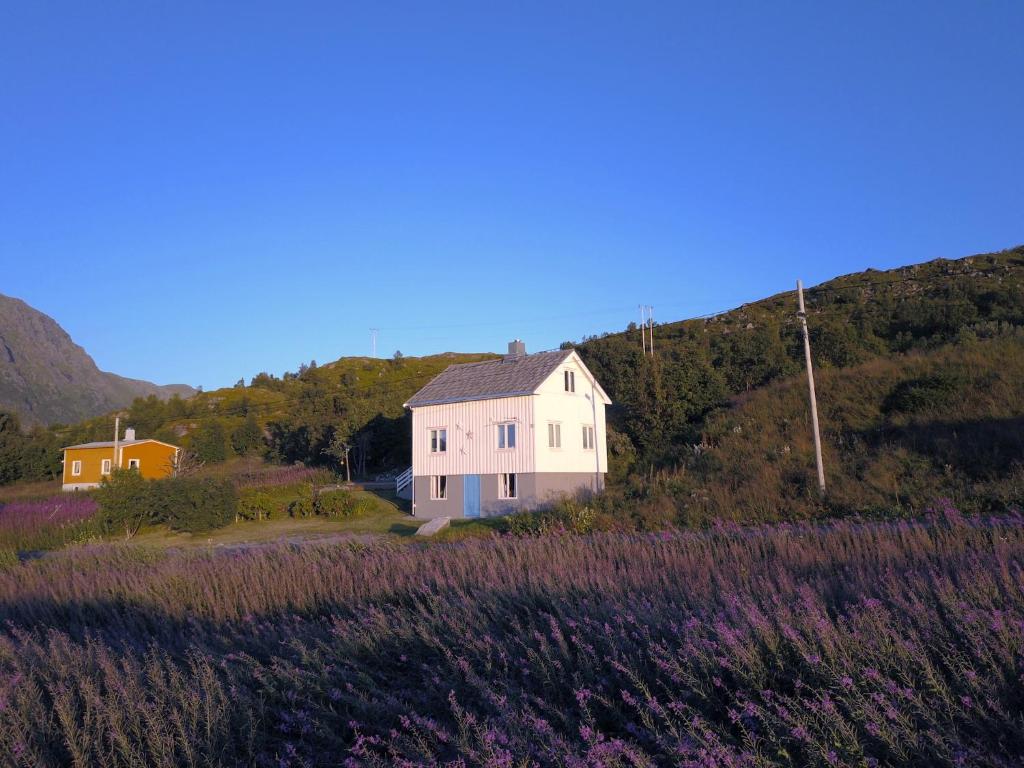 ein Haus inmitten eines Blumenfeldes in der Unterkunft Steinbakk - Vestresand Lofoten in Bøstad