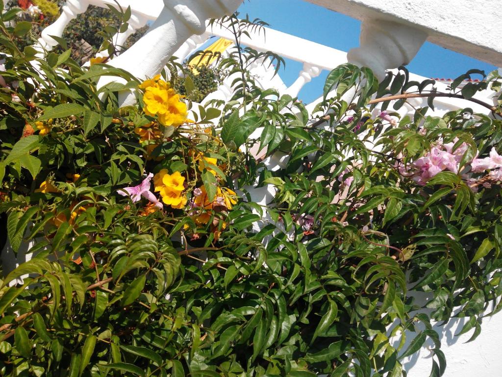 a bunch of flowers on the side of a building at Vivenda Familia Pedro in Vila do Bispo