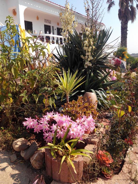 a garden of plants and flowers in front of a house at Vivenda Familia Pedro in Vila do Bispo