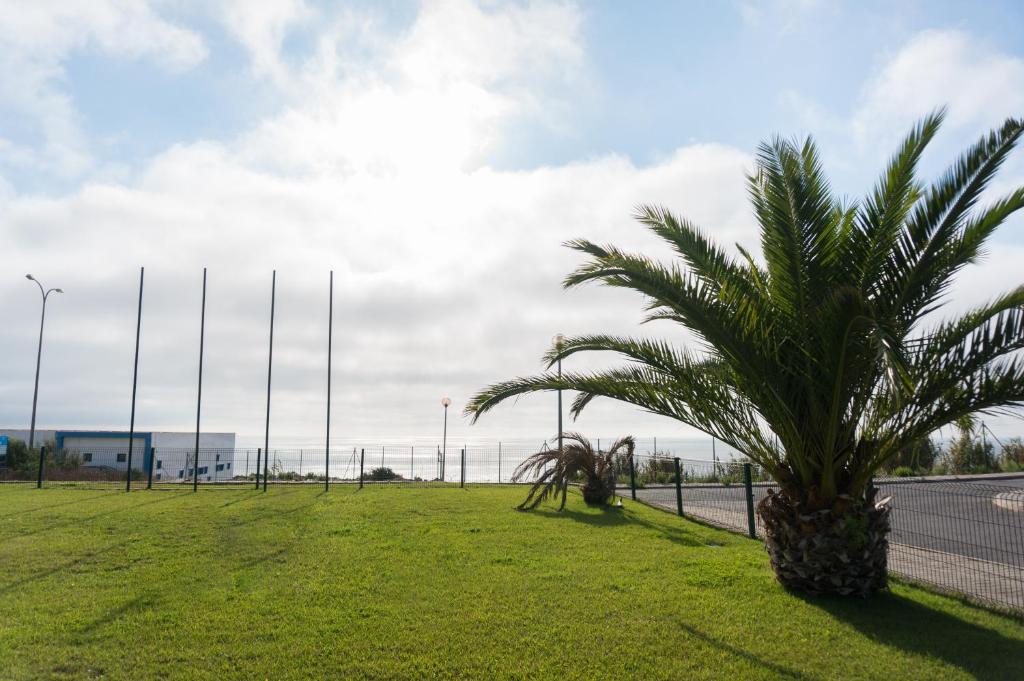 a palm tree in a field next to a street at Beach House Ericeira in Ericeira