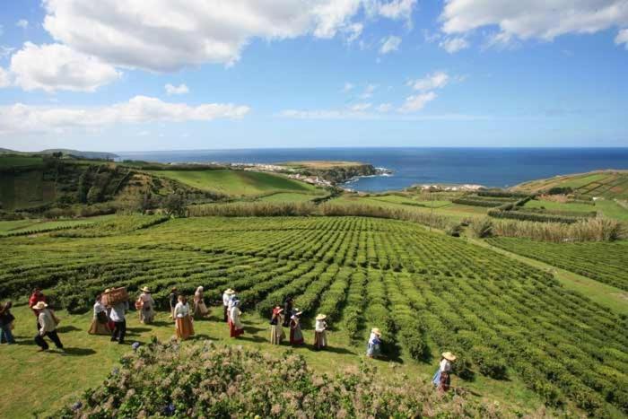 a group of people standing in a field of crops at Aparthotel Barracuda in Ponta Delgada