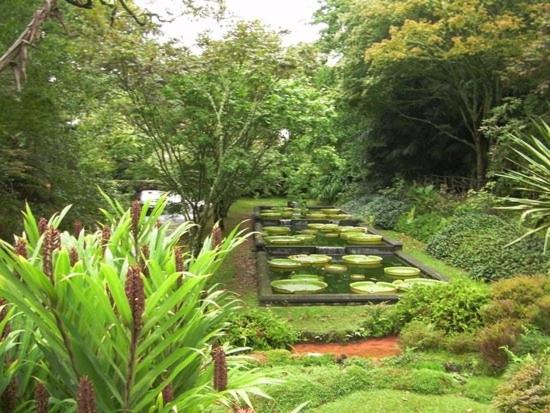 a garden with a row of plants and trees at Aparthotel Barracuda in Ponta Delgada