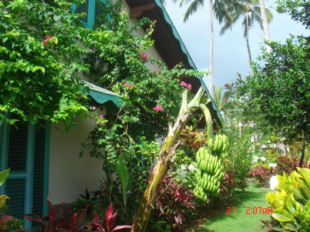Un jardín fuera de Hotel Playa Colibri